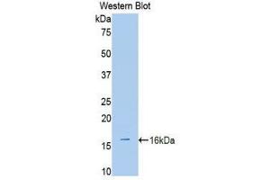 Western Blotting (WB) image for anti-ADAM Metallopeptidase with Thrombospondin Type 1 Motif, 1 (ADAMTS1) (AA 855-968) antibody (ABIN1857899)