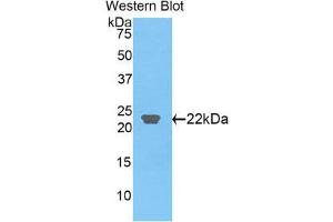 Western Blotting (WB) image for anti-C-Type Lectin Domain Family 3, Member B (CLEC3B) (AA 22-202) antibody (ABIN1858421)