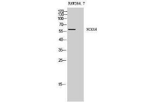 Western Blotting (WB) image for anti-Solute Carrier Family 24 (Sodium/potassium/calcium Exchanger), Member 4 (Slc24a4) (Internal Region) antibody (ABIN3185780)