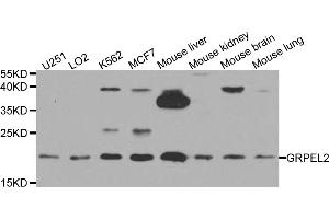 Western blot analysis of extracts of various cell lines, using GRPEL2 antibody. (GRPEL2 Antikörper)