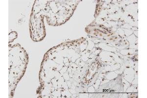 Immunoperoxidase of monoclonal antibody to RUNX1 on formalin-fixed paraffin-embedded human placenta. (RUNX1 Antikörper  (AA 210-310))