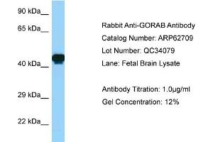 Western Blotting (WB) image for anti-Golgin, RAB6-Interacting (GORAB) (C-Term) antibody (ABIN2789219) (GORAB Antikörper  (C-Term))