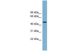 WB Suggested Anti-RNF44 Antibody Titration:  0.