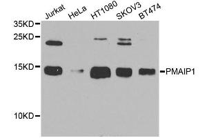 Western blot analysis of extracts of various cell lines, using PMAIP1 antibody. (NOXA Antikörper)