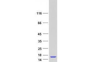 Western Blotting (WB) image for LSM5 Homolog, U6 Small Nuclear RNA Associated (LSM5) (Transcript Variant 1) protein (Myc-DYKDDDDK Tag) (ABIN2724985)