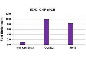 EZH2 antibody (pAb) tested by ChIP. (EZH2 Antikörper  (AA 1-370))