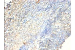 Immunohistochemistry of paraffin-embedded human tonsil tissue using ABIN7164919 at dilution of 1:100 (PSME3 Antikörper  (AA 2-252))