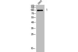 Western blot analysis of 293T lysis using Thrombospondin 4 antibody. (THBS4 Antikörper  (Internal Region))