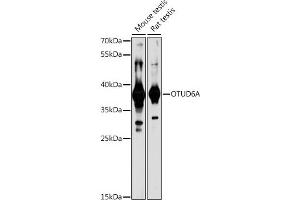 Western blot analysis of extracts of various cell lines, using OTUD6A antibody (ABIN7269122) at 1:1000 dilution. (OTUD6A Antikörper)