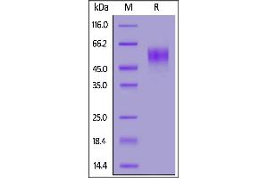 SDS-PAGE (SDS) image for CD200 Receptor 1 (CD200R1) (AA 27-266) (Active) protein (His tag) (ABIN7013700)