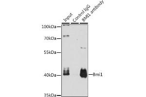 Immunoprecipitation analysis of 200 μg extracts of K-562 cells, using 3 μg Bmi1 antibody (ABIN3020690, ABIN3020691, ABIN3020692 and ABIN6213671). (BMI1 Antikörper  (AA 120-326))