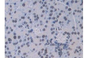 IHC-P analysis of Mouse Pancreas Tissue, with DAB staining. (CTSC Antikörper  (AA 231-462))