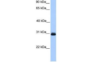 WB Suggested Anti-HAGH Antibody Titration: 0. (HAGH Antikörper  (C-Term))
