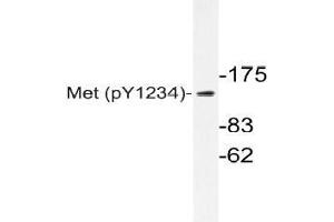 Western blot (WB) analyzes of p-Met antibody in extracts from HepG2 cells. (c-MET Antikörper  (pTyr1234))