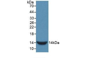 Western blot analysis of recombinant Rat GnRH. (GNRH1 Antikörper  (AA 25-92))