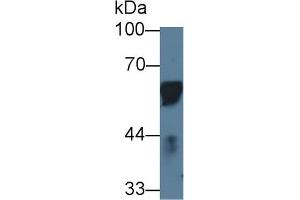 Western Blot; Sample: Porcine Lymph node; Primary Ab: 1µg/ml Rabbit Anti-Porcine CD14 Antibody Second Ab: 0. (CD14 Antikörper  (AA 21-373))