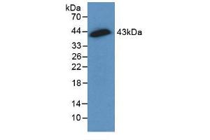 Figure. (Connexin 43/GJA1 Antikörper  (AA 180-382))