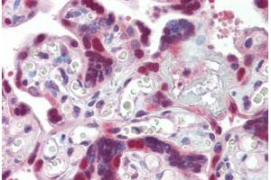 Placenta, Human: Formalin-Fixed, Paraffin-Embedded (FFPE) (DNAJB1 Antikörper)