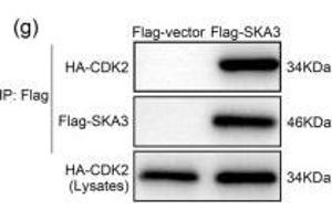 SKA3 inhibited the interaction between CDK2 and p53. (SKA3 Antikörper  (AA 201-300))