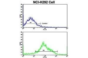 Flow cytometric analysis of NCI- cells using MyoGEF Antibody (N-term)(bottom histogram) compared to a negative control cell (top histogram).