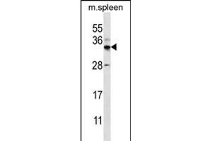 FOXI2 Antibody (Center) (ABIN656273 and ABIN2845584) western blot analysis in mouse spleen tissue lysates (35 μg/lane). (FOXI2 Antikörper  (AA 116-143))