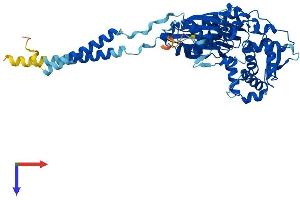CD39 Protein (AA 1-510) (His tag)