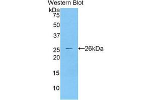 Western Blotting (WB) image for anti-Cathepsin S (CTSS) (AA 115-331) antibody (ABIN1858558) (Cathepsin S Antikörper  (AA 115-331))