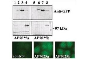 Upper panel, western blot analysis of GFP fusion protein expression in Panc-1 cells by using an anti-GFP antibody. (PRKD3 Antikörper  (C-Term))