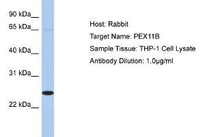Host:  Rabbit  Target Name:  PEX11B  Sample Type:  THP-1 Whole Cell lysates  Antibody Dilution:  1. (PEX11B Antikörper  (N-Term))