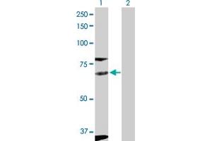 Western Blot analysis of FYN expression in transfected 293T cell line by FYN MaxPab polyclonal antibody. (FYN Antikörper  (AA 1-537))