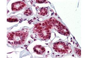 Anti-NKRF antibody IHC of human breast. (NKRF Antikörper  (C-Term))