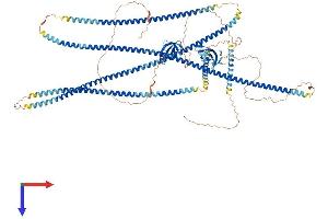 CLIP2 Protein (AA 1-1046) (His tag)