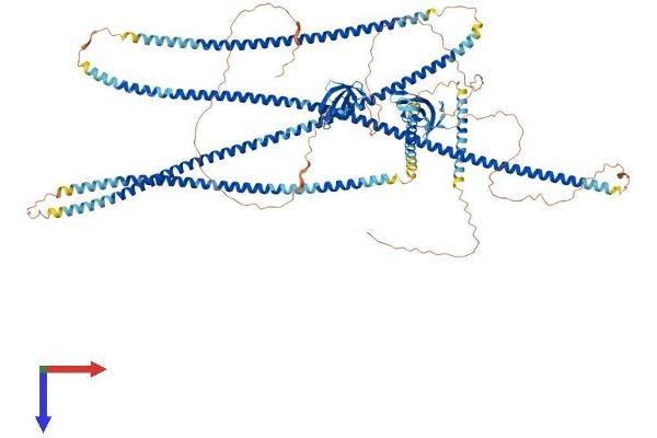 CLIP2 Protein (AA 1-1046) (His tag)