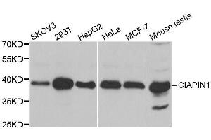 CIAPIN1 Antikörper  (AA 1-312)