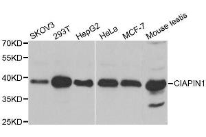 Western blot analysis of extracts of various cell lines, using CIAPIN1 antibody. (CIAPIN1 Antikörper  (AA 1-312))