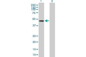 Western Blot analysis of SMYD2 expression in transfected 293T cell line by SMYD2 MaxPab polyclonal antibody.