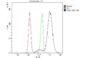 Flow Cytometry analysis of Hela cells using anti-Krt20 antibody (ABIN7601133). (KRT20 Antikörper  (AA 29-431))