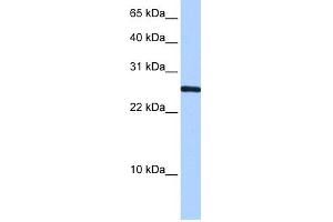 WB Suggested Anti-CIRBP Antibody Titration:  0. (CIRBP Antikörper  (N-Term))