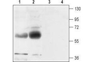 Western blot analysis of rat (lanes 1 and 3) and mouse (lanes 2 and 4) brain membranes: - 1,2. (SLC1A3 Antikörper  (2nd Extracellular Loop))