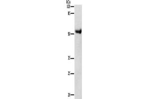 Western Blotting (WB) image for anti-Dopamine Receptor D4 (DRD4) antibody (ABIN2425757) (DRD4 Antikörper)