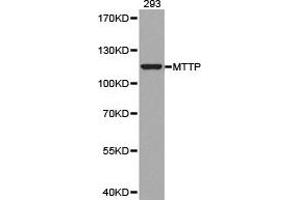 Western blot analysis of extracts of 293 cell lines, using MTTP antibody. (MTTP Antikörper)