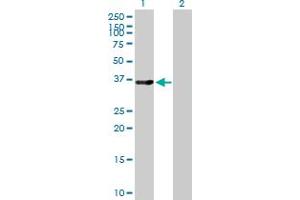 Western Blot analysis of LMOD1 expression in transfected 293T cell line by LMOD1 MaxPab polyclonal antibody. (Leiomodin 1 Antikörper  (AA 1-269))