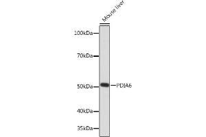 Western blot analysis of extracts of Mouse liver, using PDI Rabbit mAb (ABIN7269615) at 1:1000 dilution.