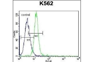 KCNH2 Antibody (Center) (ABIN652759 and ABIN2842499) flow cytometric analysis of K562 cells (right histogram) compared to a negative control ( Rabbit IgG Isotype Control) (left histogram). (KCNH2 Antikörper  (AA 861-888))
