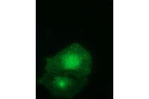 Immunofluorescence (IF) image for anti-Family with Sequence Similarity 84, Member B (FAM84B) antibody (ABIN1498211) (FAM84B Antikörper)