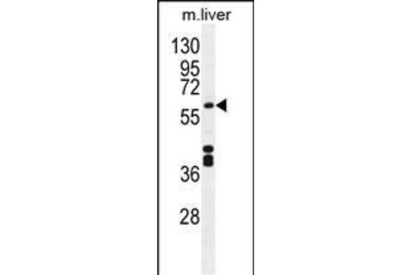CYP1A2 antibody  (AA 255-282)