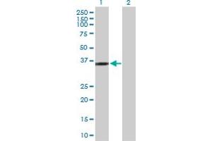 Western Blot analysis of KIF6 expression in transfected 293T cell line by KIF6 MaxPab polyclonal antibody. (KIF6 Antikörper  (AA 1-293))