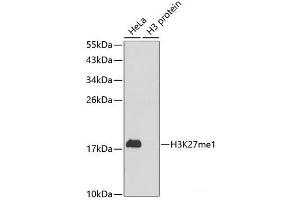 Western blot analysis of extracts of various cell lines using MonoMethyl-Histone H3-K27 Polyclonal Antibody. (Histone 3 Antikörper  (meLys27))