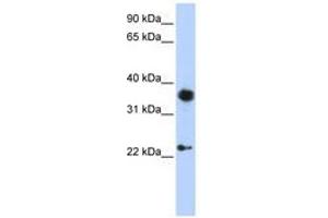 Image no. 1 for anti-Engrailed Homeobox 1 (EN1) (AA 252-301) antibody (ABIN6741515) (EN1 Antikörper  (AA 252-301))