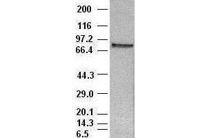 Image no. 1 for anti-Signal Transducer and Activator of Transcription 4 (STAT4) (AA 633-652) antibody (ABIN1491621) (STAT4 Antikörper  (AA 633-652))